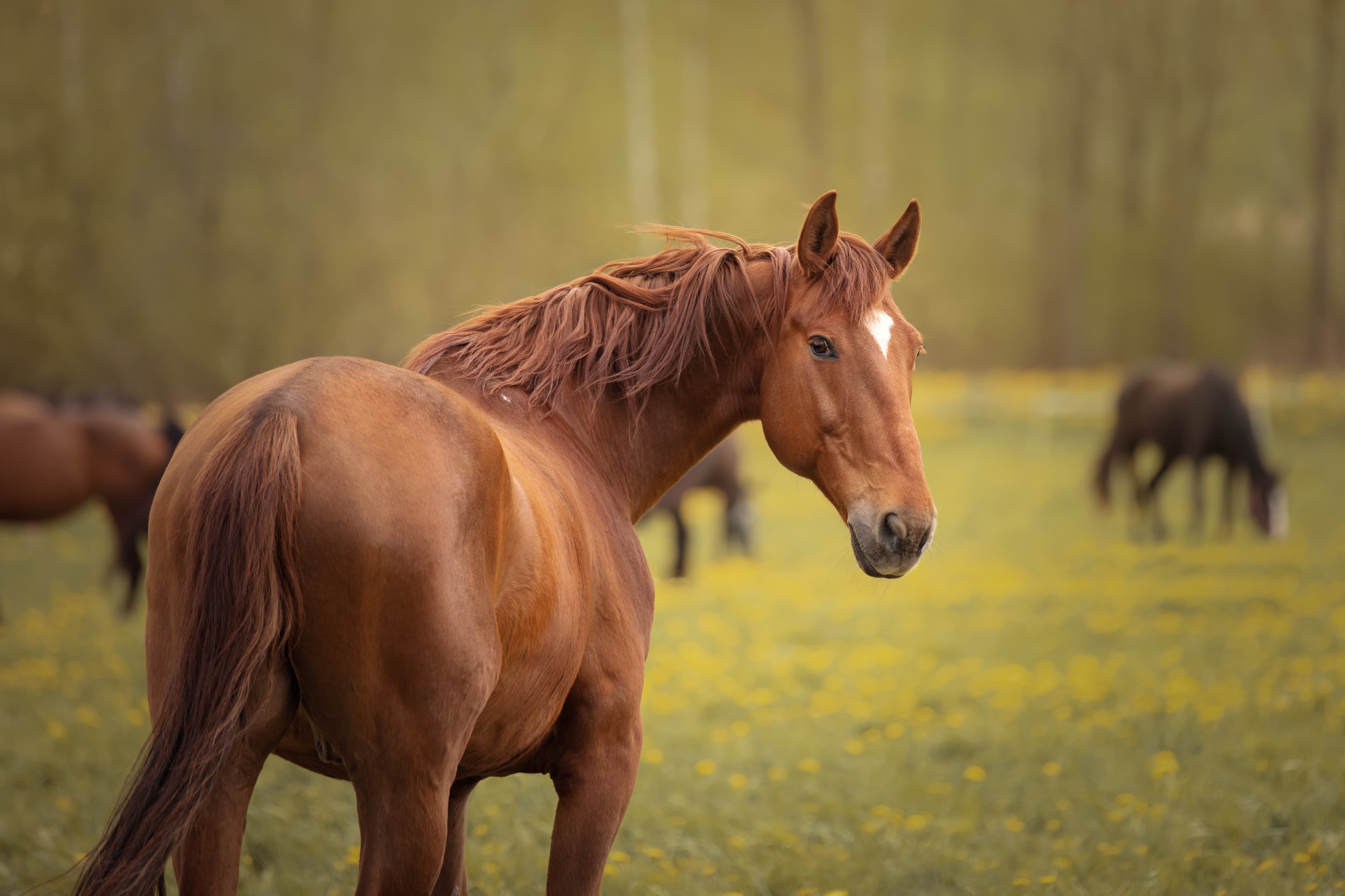 image of a horse